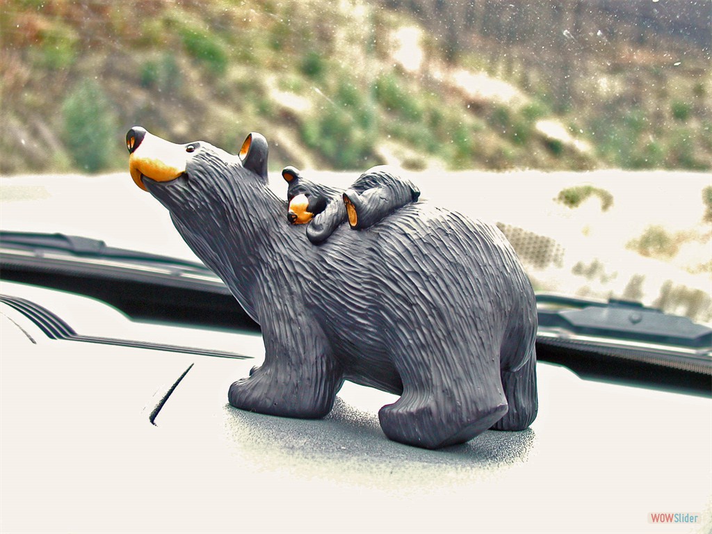 Schwarzbär mit Baby auf dem Armaturenbrett
